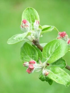 Familienbaum Apfel '3 Verschiedene Sorten' -Günstiges Garten Zart Geschäft i46655 Familienbaum Apfel drei verschiedene Sorten wie z B Sommer Herbst Winterapfel 298292 1