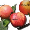 Familienbaum Apfel '3 Verschiedene Sorten' -Günstiges Garten Zart Geschäft i46655 Familienbaum Sommer Herbst Winterapfel