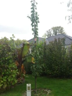 Aprikose 'Säulenaprikose' -Günstiges Garten Zart Geschäft i51320 Aprikose Saeulenaprikose 316296 0