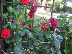 Kletterrose 'Belkanto' ® -Günstiges Garten Zart Geschäft i52726 Kletterrose Belkanto 170002 0