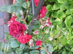 Kletterrose 'Belkanto' ® -Günstiges Garten Zart Geschäft i52726 Kletterrose Belkanto 170002 1