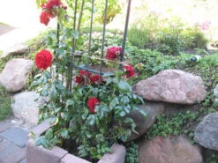 Kletterrose 'Belkanto' ® -Günstiges Garten Zart Geschäft i52726 Kletterrose Belkanto 170002 2