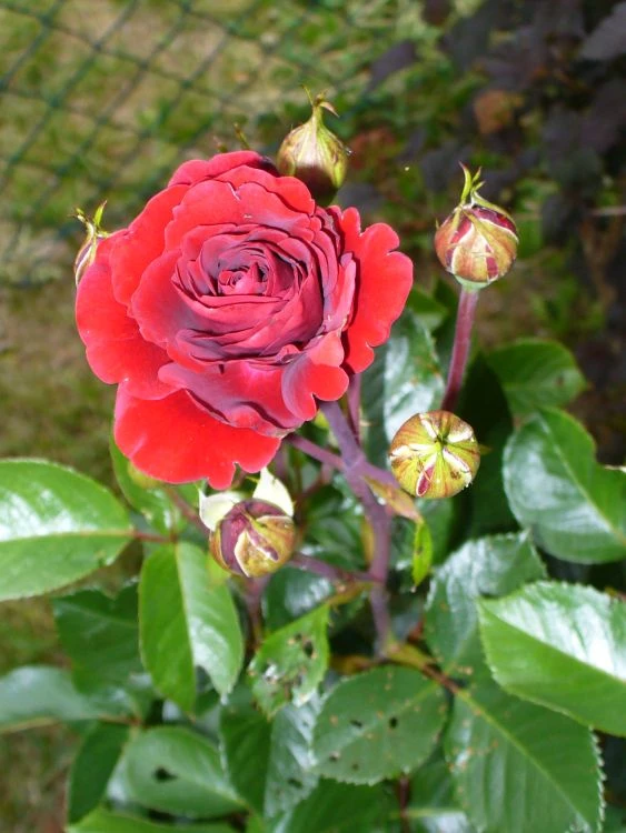 Kletterrose 'Naheglut' 18 Kletterrose 'Naheglut' – Bild 16