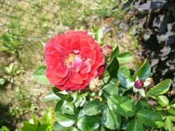 Kletterrose 'Naheglut' 32 Kletterrose 'Naheglut' -Günstiges Garten Zart Geschäft i9431 Kletterrose Naheglut 110876 1