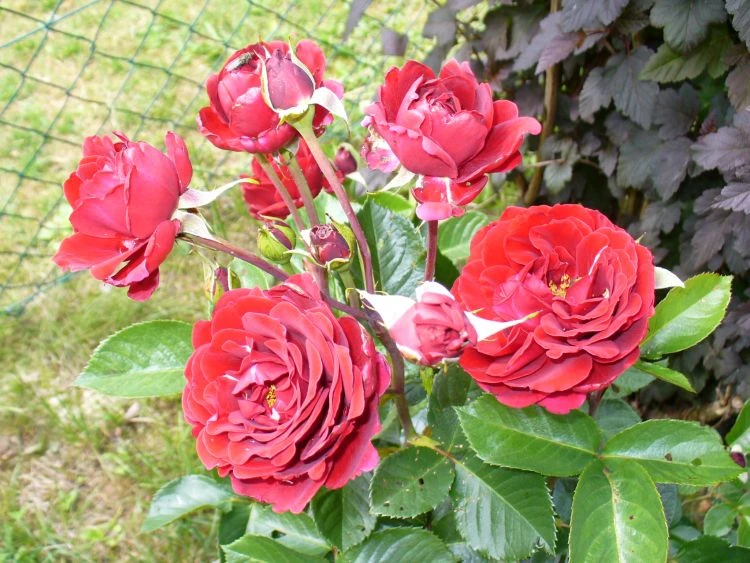 Kletterrose 'Naheglut' 16 Kletterrose 'Naheglut' – Bild 14