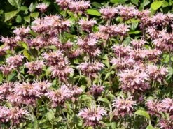 Indianernessel 'Croftway Pink' -Günstiges Garten Zart Geschäft indianernessel croftway pink m078540 w 0