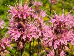 Indianernessel 'Croftway Pink' -Günstiges Garten Zart Geschäft indianernessel croftway pink m078540 w 1