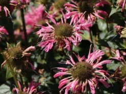 Indianernessel 'Croftway Pink' -Günstiges Garten Zart Geschäft indianernessel croftway pink m078540 w 3