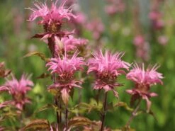 Indianernessel 'Croftway Pink' -Günstiges Garten Zart Geschäft indianernessel croftway pink m078540 w 4