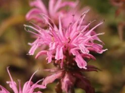 Indianernessel 'Croftway Pink' -Günstiges Garten Zart Geschäft indianernessel croftway pink m078540 w 5