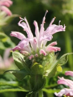 Indianernessel 'Fishes' -Günstiges Garten Zart Geschäft indianernessel fishes m059597 w 0