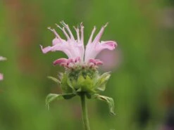 Indianernessel 'Fishes' -Günstiges Garten Zart Geschäft indianernessel fishes m059597 w 2