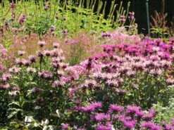 Indianernessel 'Fishes' -Günstiges Garten Zart Geschäft indianernessel fishes m059597 w 3