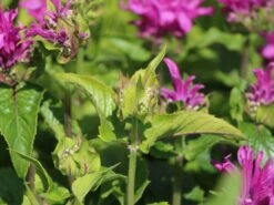 Niedrige Indianernessel 'Petite Delight' -Günstiges Garten Zart Geschäft indianernessel petite delight m059587 w 1