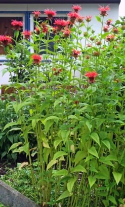 Indianernessel 'Rote Töne' -Günstiges Garten Zart Geschäft indianernessel rote toene m059624 699871 0