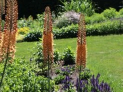 Isabellen-Steppenkerze 'Cleopatra'