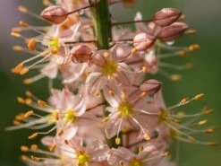 Isabellen-Steppenkerze 'Cleopatra' -Günstiges Garten Zart Geschäft isabellen steppenkerze cleopatra m082917 w 0