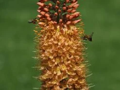 Isabellen-Steppenkerze 'Cleopatra' -Günstiges Garten Zart Geschäft isabellen steppenkerze cleopatra m082917 w 1