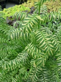 Jakobsleiter 'Brise D'Anjou' -Günstiges Garten Zart Geschäft jakobsleiter brise danjou m062854 w 2