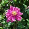 Japan-Herbst-Anemone 'Bressingham Glow' 2 Japan-Herbst-Anemone 'Bressingham Glow' -Günstiges Garten Zart Geschäft japan herbst anemone bressingham glow m010932 h 0