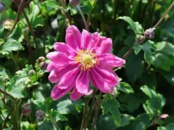 Japan-Herbst-Anemone 'Bressingham Glow'