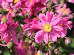 Japan-Herbst-Anemone 'Bressingham Glow' 21 Japan-Herbst-Anemone 'Bressingham Glow' -Günstiges Garten Zart Geschäft japan herbst anemone bressingham glow m010932 w 1