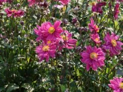 Japan-Herbst-Anemone 'Bressingham Glow' 14 Japan-Herbst-Anemone 'Bressingham Glow' -Günstiges Garten Zart Geschäft japan herbst anemone bressingham glow m010932 w 3