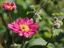 Japan-Herbst-Anemone 'Bressingham Glow' 18 Japan-Herbst-Anemone 'Bressingham Glow' -Günstiges Garten Zart Geschäft japan herbst anemone bressingham glow m010932 w 4