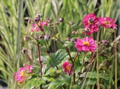 Japan-Herbst-Anemone 'Bressingham Glow' 20 Japan-Herbst-Anemone 'Bressingham Glow' -Günstiges Garten Zart Geschäft japan herbst anemone bressingham glow m010932 w 5