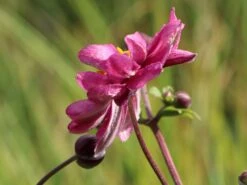 Japan-Herbst-Anemone 'Bressingham Glow' 16 Japan-Herbst-Anemone 'Bressingham Glow' -Günstiges Garten Zart Geschäft japan herbst anemone bressingham glow m010932 w 6