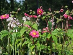 Japan-Herbst-Anemone 'Bressingham Glow' 15 Japan-Herbst-Anemone 'Bressingham Glow' -Günstiges Garten Zart Geschäft japan herbst anemone bressingham glow m010932 w 7