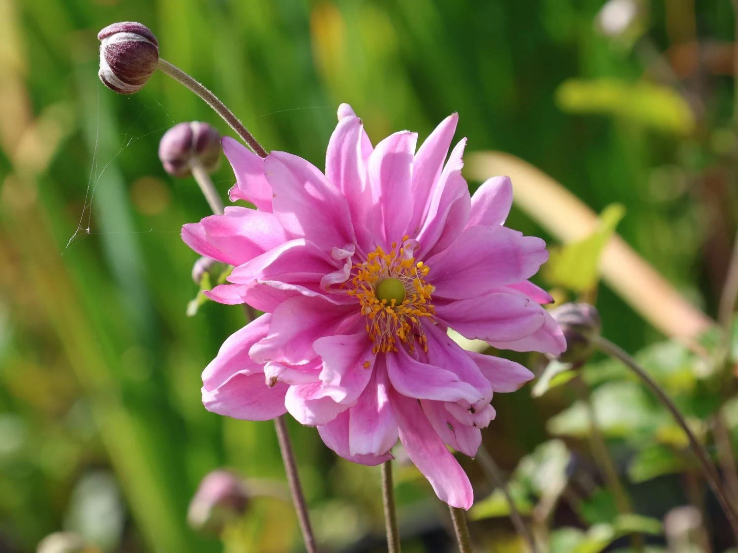 Japan-Herbst-Anemone 'Bressingham Glow' 4 Japan-Herbst-Anemone 'Bressingham Glow' – Bild 2