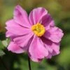 Japan-Herbst-Anemone 'Königin Charlotte' 2 Japan-Herbst-Anemone 'Königin Charlotte' -Günstiges Garten Zart Geschäft japan herbst anemone koenigin charlotte m010934 h 0