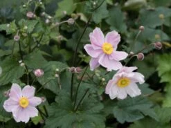 Japan-Herbst-Anemone 'Königin Charlotte' -Günstiges Garten Zart Geschäft japan herbst anemone koenigin charlotte m010934 w 1