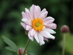 Japan-Herbst-Anemone 'Königin Charlotte' -Günstiges Garten Zart Geschäft japan herbst anemone koenigin charlotte m010934 w 2