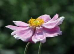 Japan-Herbst-Anemone 'Königin Charlotte' -Günstiges Garten Zart Geschäft japan herbst anemone koenigin charlotte m010934 w 3
