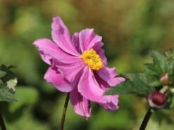 Japan-Herbst-Anemone 'Königin Charlotte' -Günstiges Garten Zart Geschäft japan herbst anemone koenigin charlotte m010934 w 4