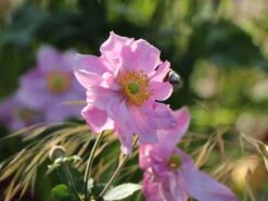 Japan-Herbst-Anemone 'Königin Charlotte' -Günstiges Garten Zart Geschäft japan herbst anemone koenigin charlotte m010934 w 5