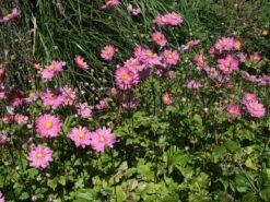 Japan-Herbst-Anemone 'Pamina' -Günstiges Garten Zart Geschäft japan herbst anemone pamina m001565 w 1