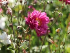 Japan-Herbst-Anemone 'Pamina' -Günstiges Garten Zart Geschäft japan herbst anemone pamina m001565 w 10