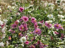 Japan-Herbst-Anemone 'Pamina' -Günstiges Garten Zart Geschäft japan herbst anemone pamina m001565 w 11