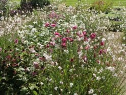 Japan-Herbst-Anemone 'Pamina' -Günstiges Garten Zart Geschäft japan herbst anemone pamina m001565 w 2