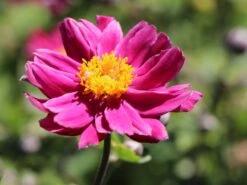 Japan-Herbst-Anemone 'Pamina' -Günstiges Garten Zart Geschäft japan herbst anemone pamina m001565 w 3