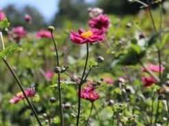 Japan-Herbst-Anemone 'Pamina' -Günstiges Garten Zart Geschäft japan herbst anemone pamina m001565 w 4