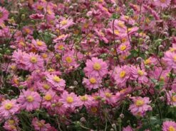 Japan-Herbst-Anemone 'Pamina' -Günstiges Garten Zart Geschäft japan herbst anemone pamina m001565 w 5