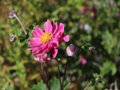 Japan-Herbst-Anemone 'Pamina' -Günstiges Garten Zart Geschäft japan herbst anemone pamina m001565 w 6