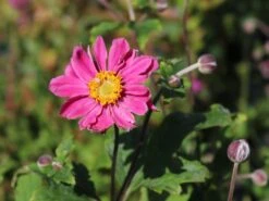 Japan-Herbst-Anemone 'Pamina' -Günstiges Garten Zart Geschäft japan herbst anemone pamina m001565 w 7