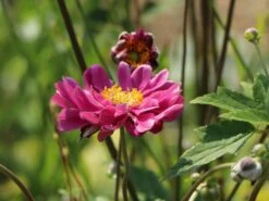 Japan-Herbst-Anemone 'Pamina' -Günstiges Garten Zart Geschäft japan herbst anemone pamina m001565 w 9