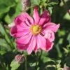 Japan-Herbst-Anemone 'Prinz Heinrich'