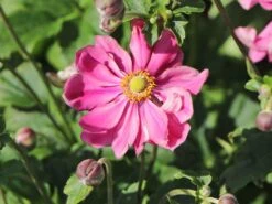 Japan-Herbst-Anemone 'Prinz Heinrich'